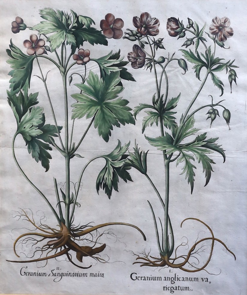 Basilius Besler (German, 1561-1629), Geranium Sanguinarium, Geranium Muscatum in odorum, Geranium Sanguinarium maius and Geranium Muscatum odoratum from Hortus Eysettensis, 1613, four hand coloured copper engravings, 49